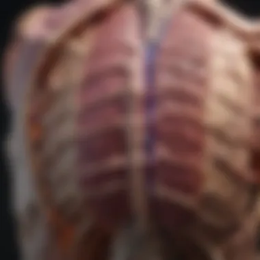 Impact of Metastasis on Spinal Anatomy Visualization of the spinal anatomy impacted by metastasis