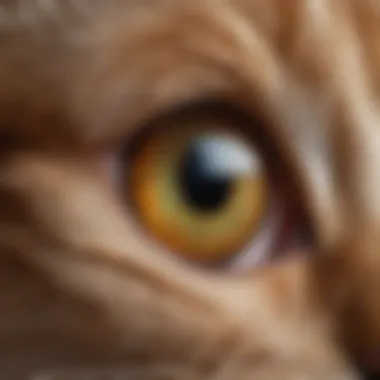 Close-up of a cat's eye with focus on the pupils