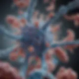 Detailed diagram showcasing the structure of Hucd antibodies and their unique components