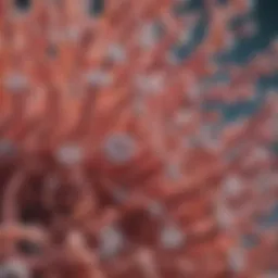 Microscopic view of Lactobacillus cultures