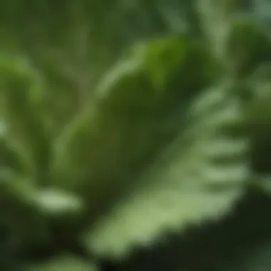 Close-up view of lettuce leaves with a focus on texture