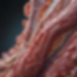 Pancreas anatomy highlighting enzyme production