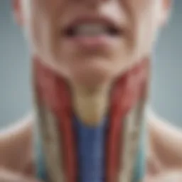 Thyroid gland anatomy illustrated