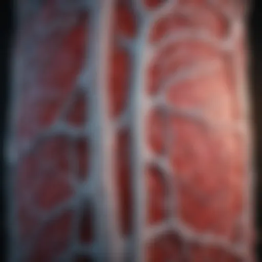 Radiological representation of SMA syndrome showing artery compression