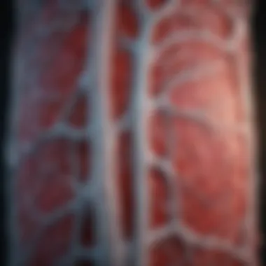Radiological Insights into SMA Syndrome Radiological representation of SMA syndrome showing artery compression