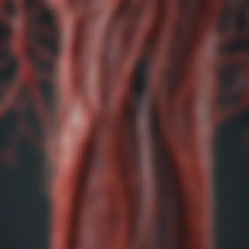 Illustration depicting the blood vessels affected by Takayasu arteritis