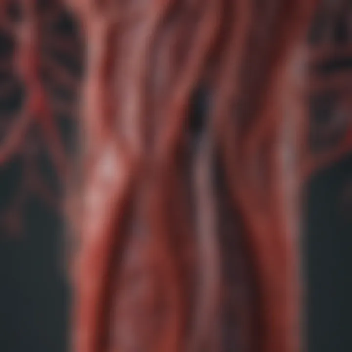 Illustration depicting the blood vessels affected by Takayasu arteritis