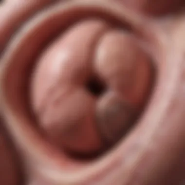 Anatomical Overview of Testicular Structure Illustration of testicular anatomy highlighting areas of concern