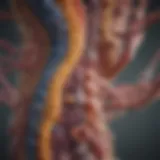 Illustration of the diverse microbial species within the digestive tract.