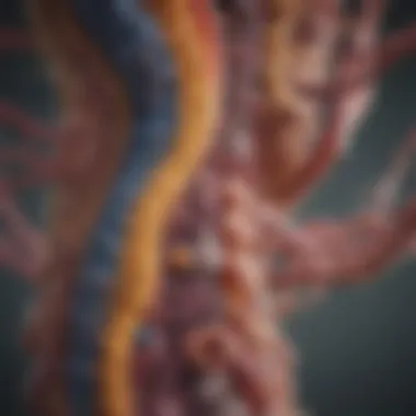 Diverse Microbial Species in the Digestive Tract Illustration of the diverse microbial species within the digestive tract.
