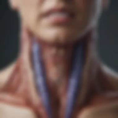 Anatomy of the Thyroid Gland Thyroid gland anatomy illustration