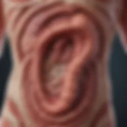 Detailed illustration of the large intestine showcasing ulcerative colitis inflammation