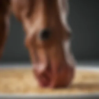 Horse receiving treatment for ulcer management