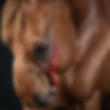 A diagram illustrating different types of ulcers in horses