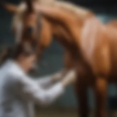 Veterinarian examining a horse for signs of ulcers
