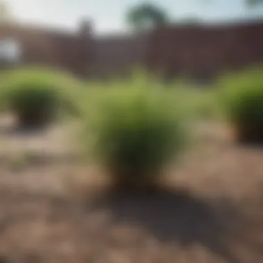 Home Depot display of vetiver grass plants