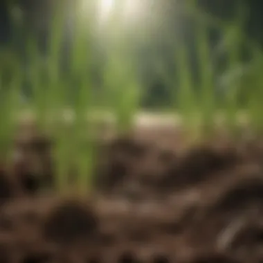 Vetiver Grass Roots Enhancing Soil Health Close-up of vetiver grass roots showing soil health improvement