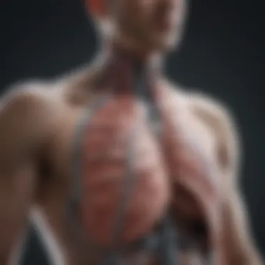 Lung Mechanics During Bending Illustration of lung mechanics during bending