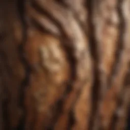 Willow bark close-up showcasing its natural texture